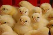 افزایش چشمگیر جوجه ریزی در واحد های مرغ گوشتی تایباد 